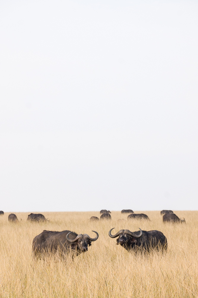 mara